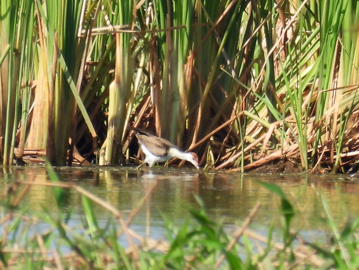 Comb-crested Jacana - ML646811754