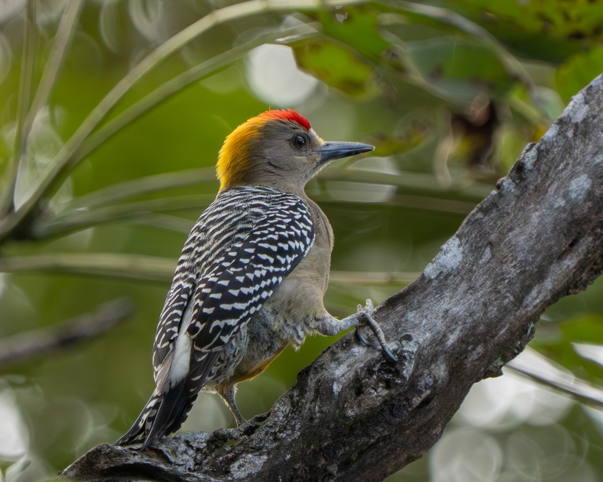 Hoffmann's Woodpecker - ML646811759