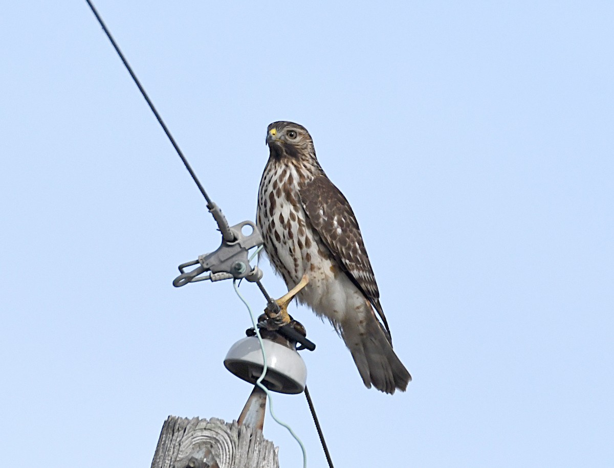 Red-shouldered Hawk - ML646811773