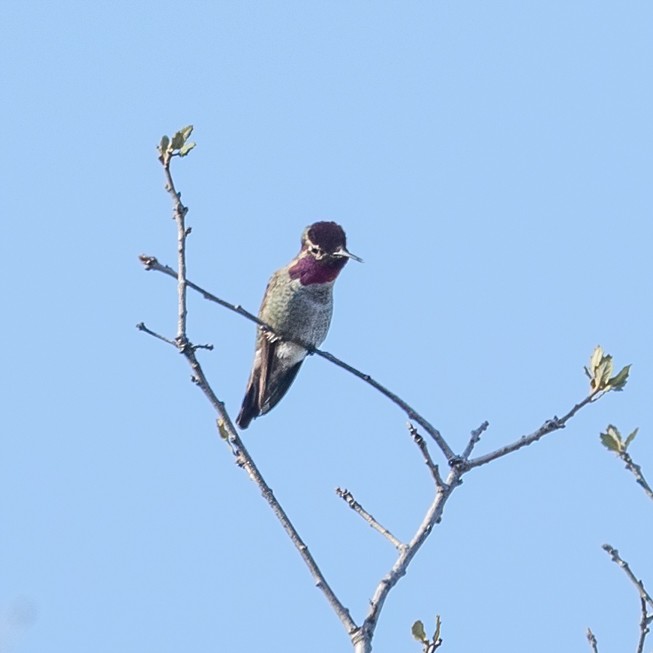 Colibri d'Anna - ML646811775