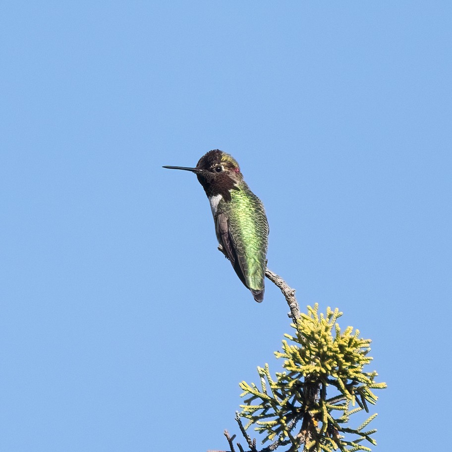 Colibri d'Anna - ML646811776