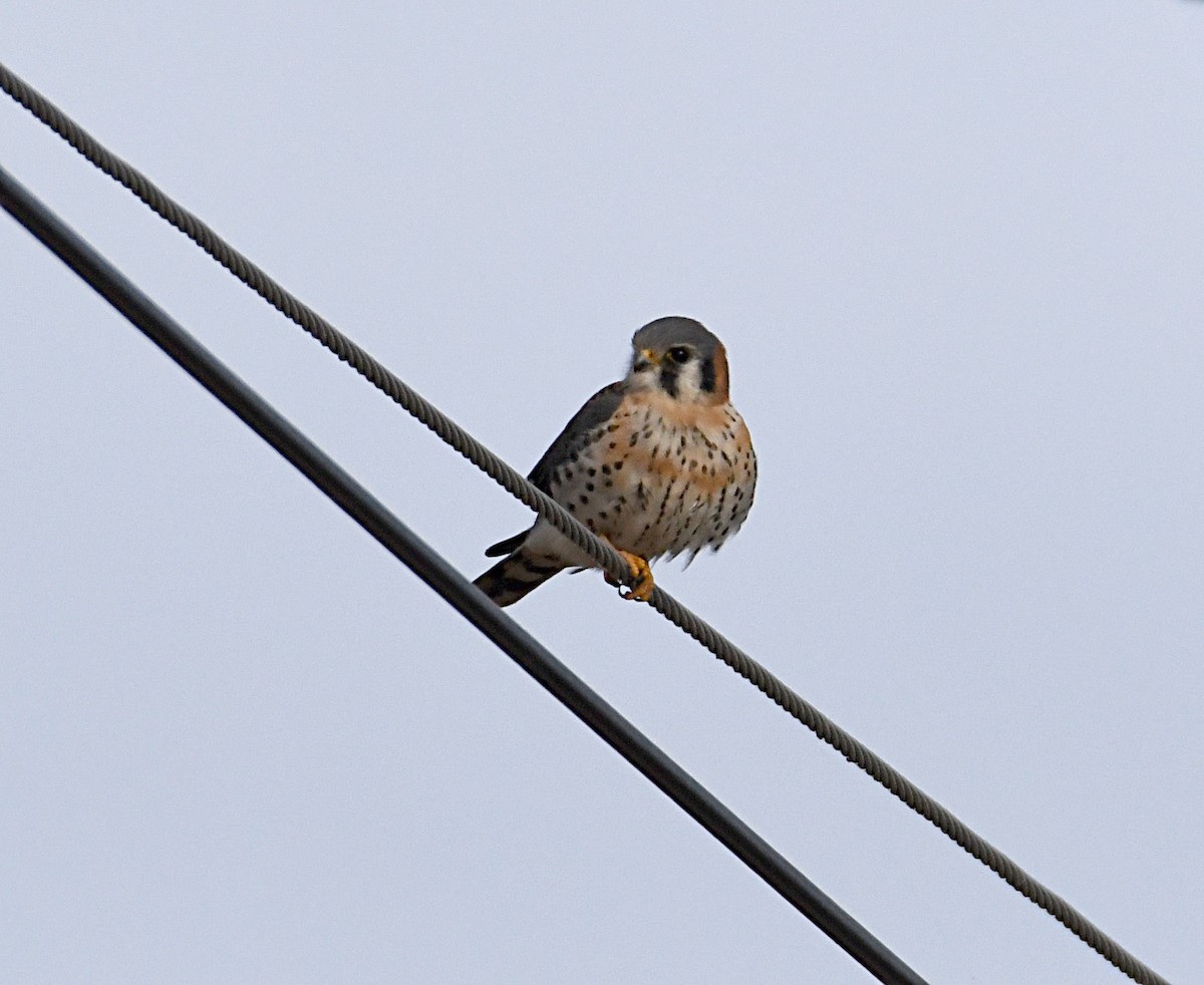 American Kestrel - ML646811777
