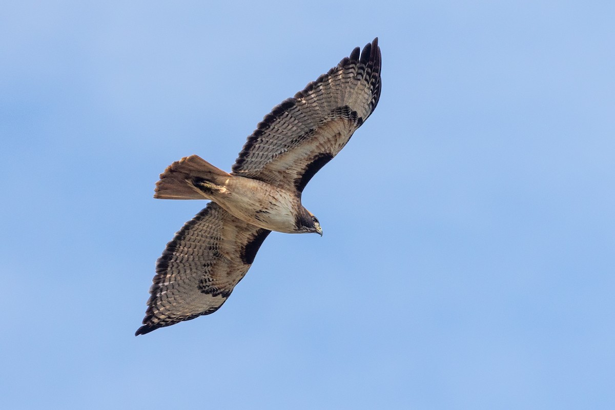Buse à queue rousse - ML646811778