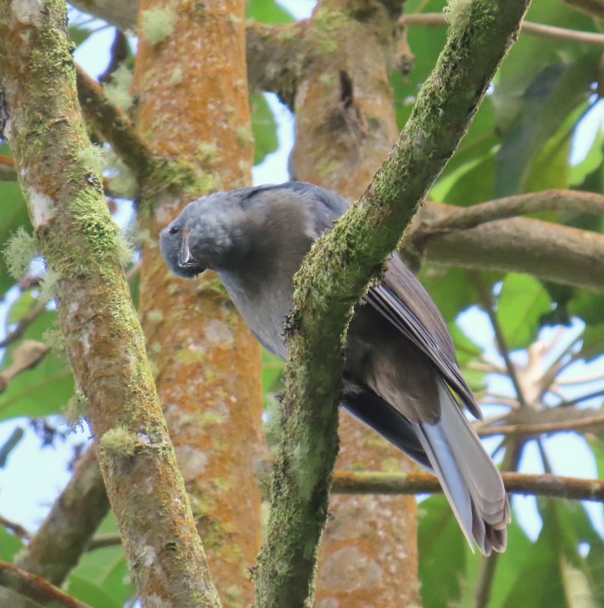 Guardabosques Oscuro - ML646811779
