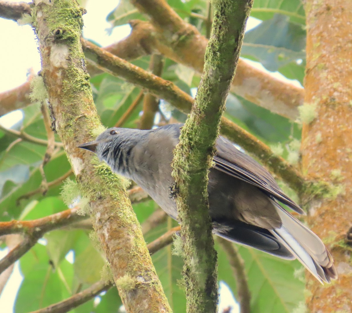 Guardabosques Oscuro - ML646811780