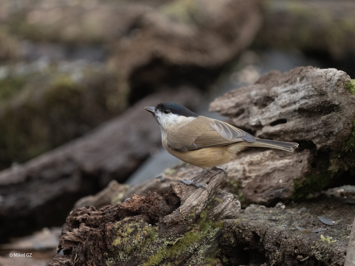 Mésange nonnette - ML646811783