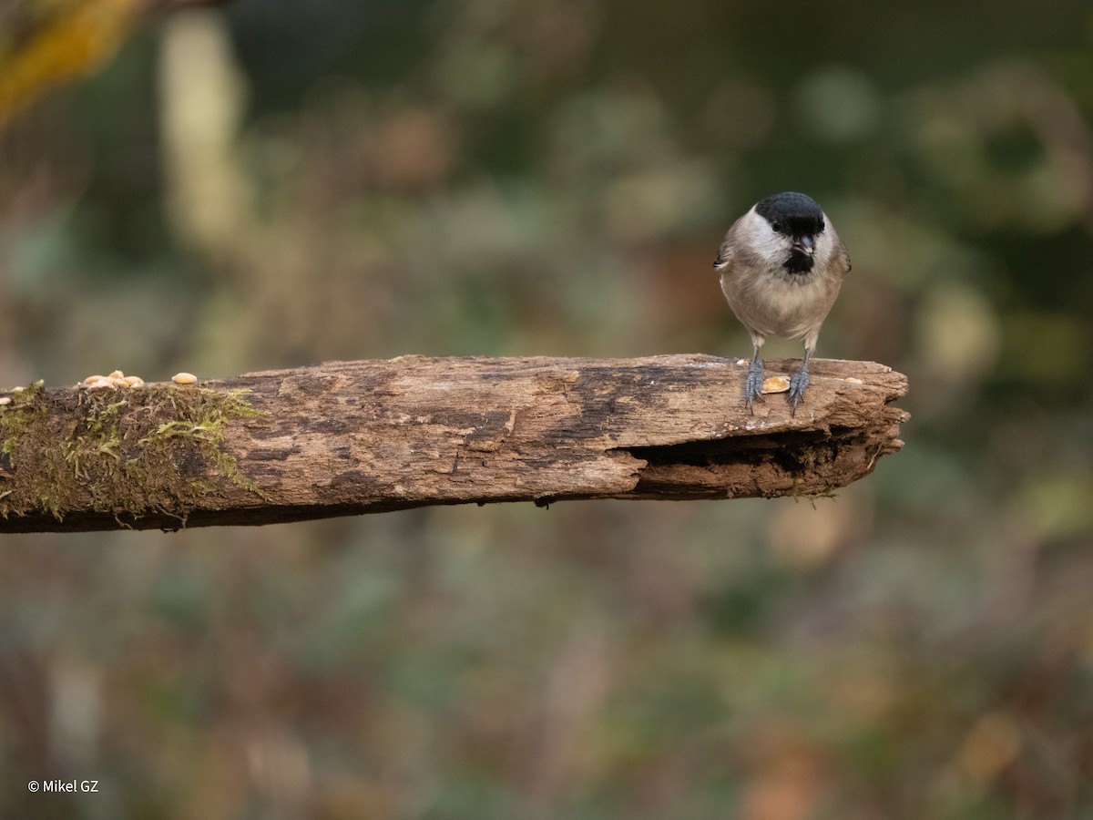 Mésange nonnette - ML646811784