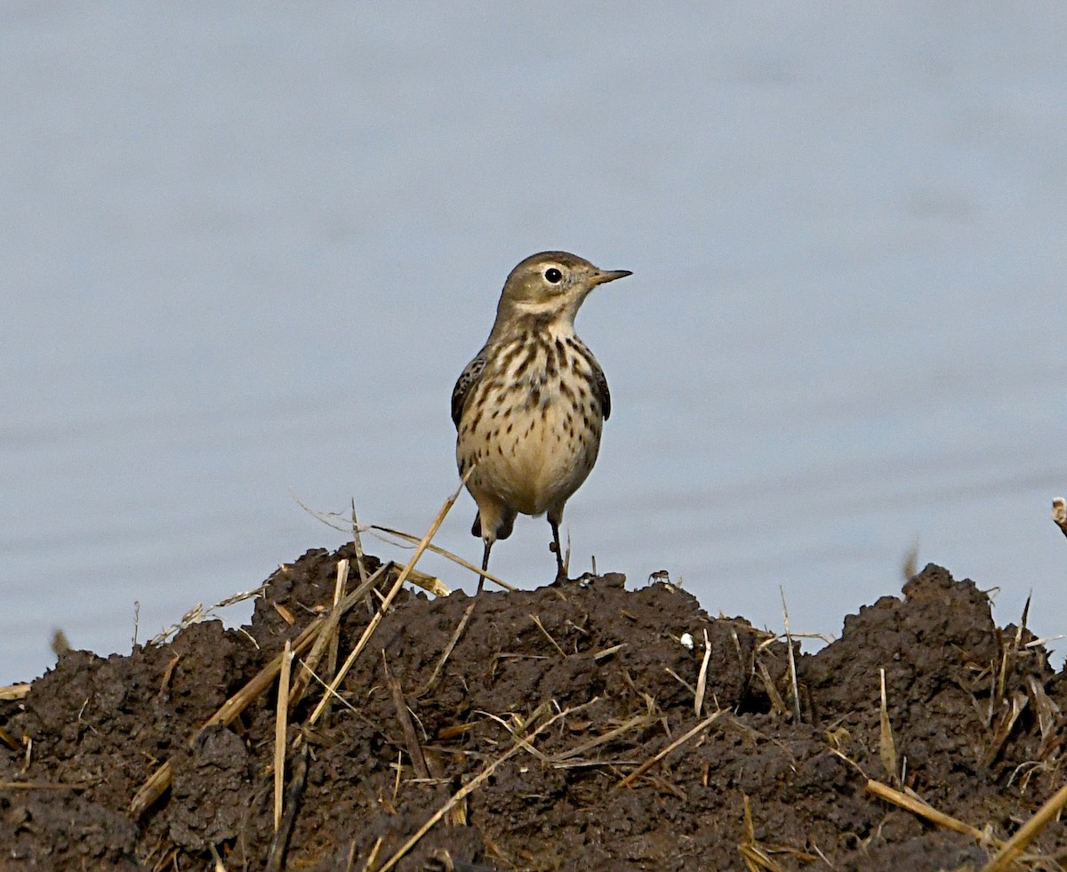 American Pipit - ML646811785