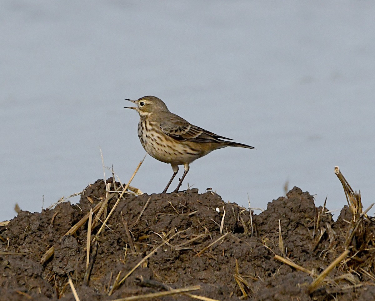 American Pipit - ML646811786