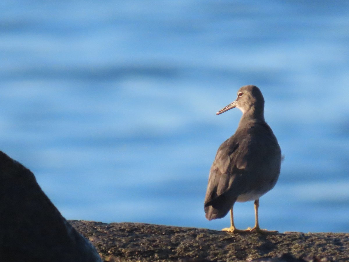 Wandering Tattler - ML646811788
