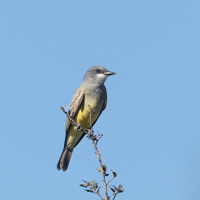 Tyran de Cassin - ML646811793