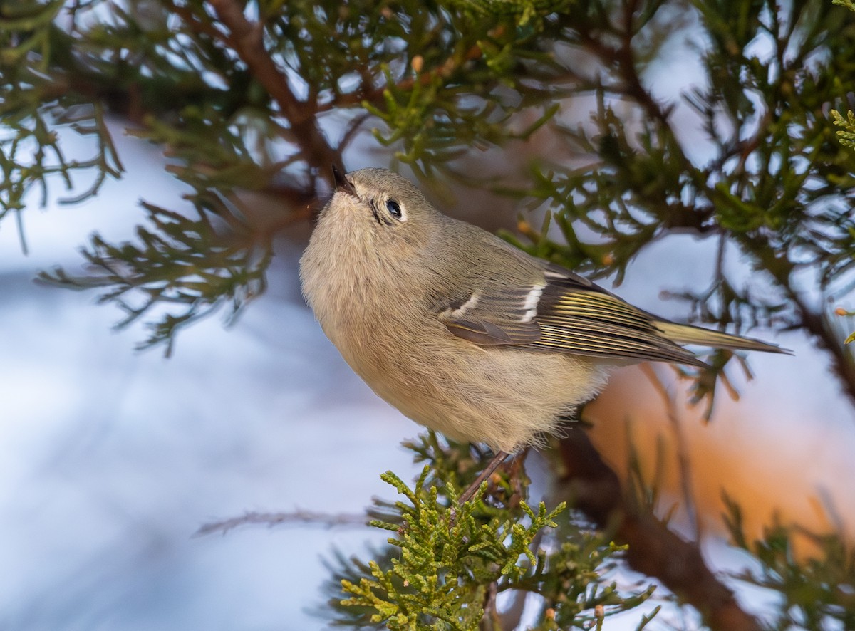 Ruby-crowned Kinglet - ML646811794