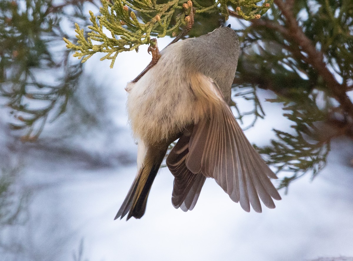 Ruby-crowned Kinglet - ML646811795