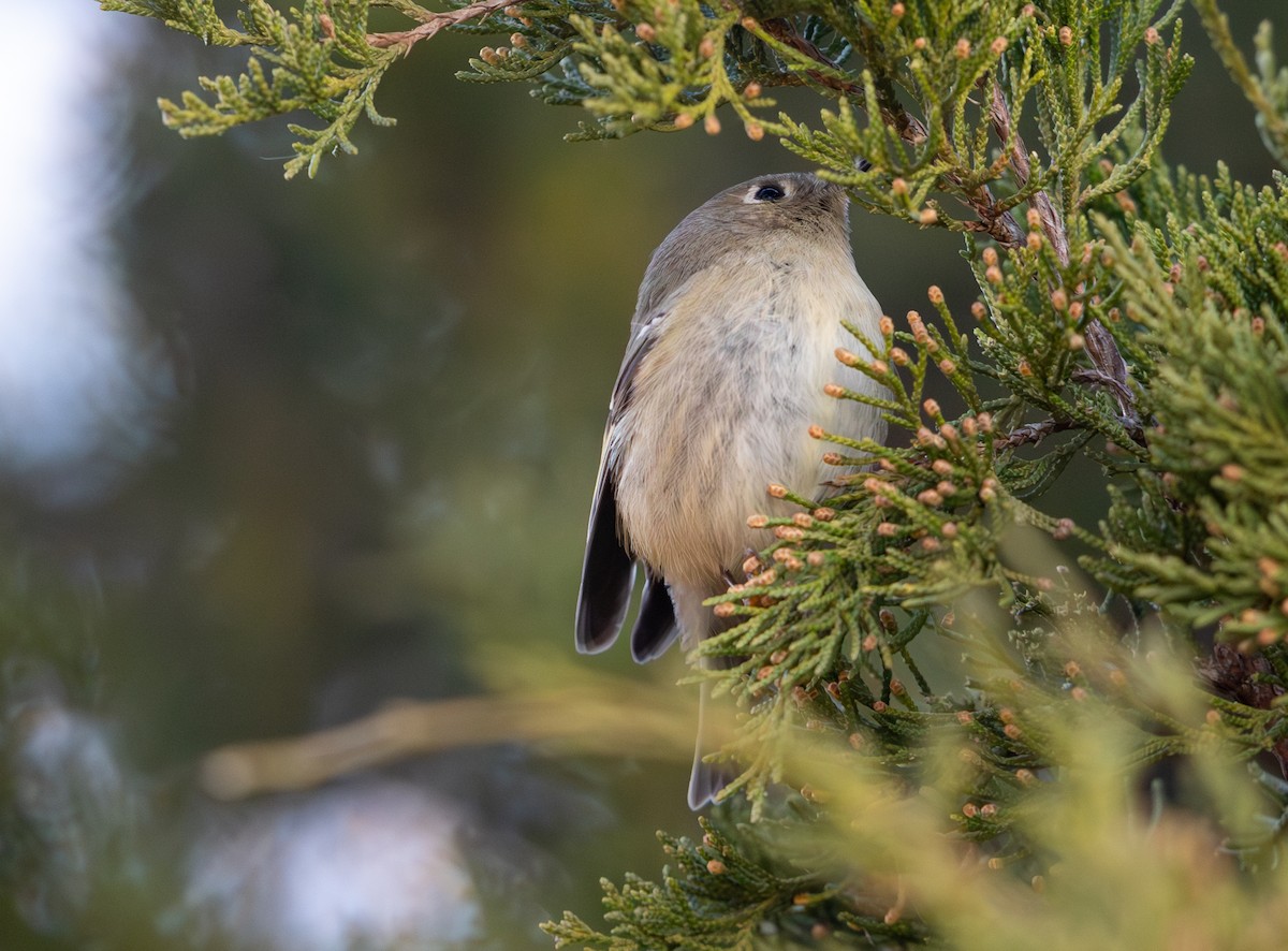 Ruby-crowned Kinglet - ML646811796