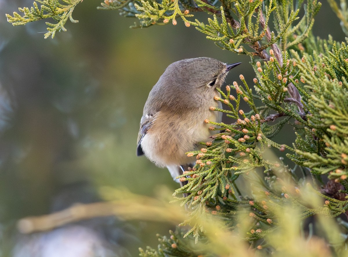 Ruby-crowned Kinglet - ML646811797