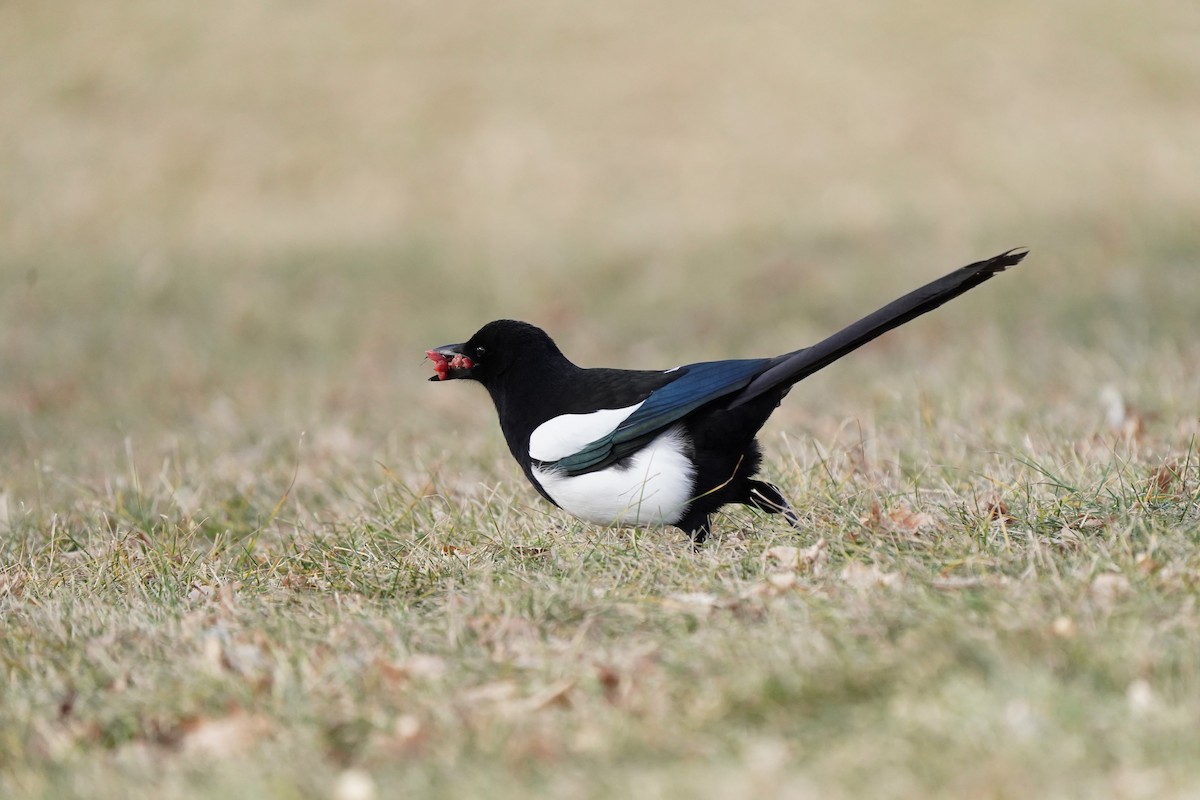 Black-billed Magpie - ML646811798