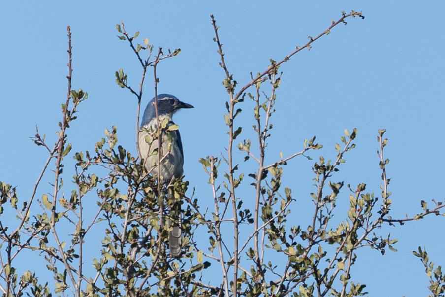 Geai buissonnier - ML646811800