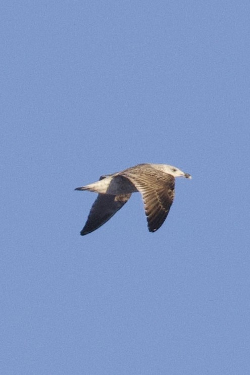 Great Black-backed Gull - ML646811803