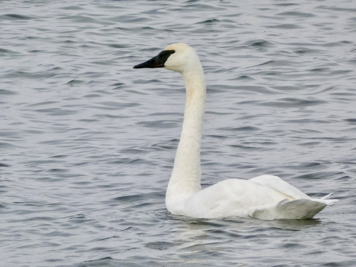Trumpeter Swan - ML646811804