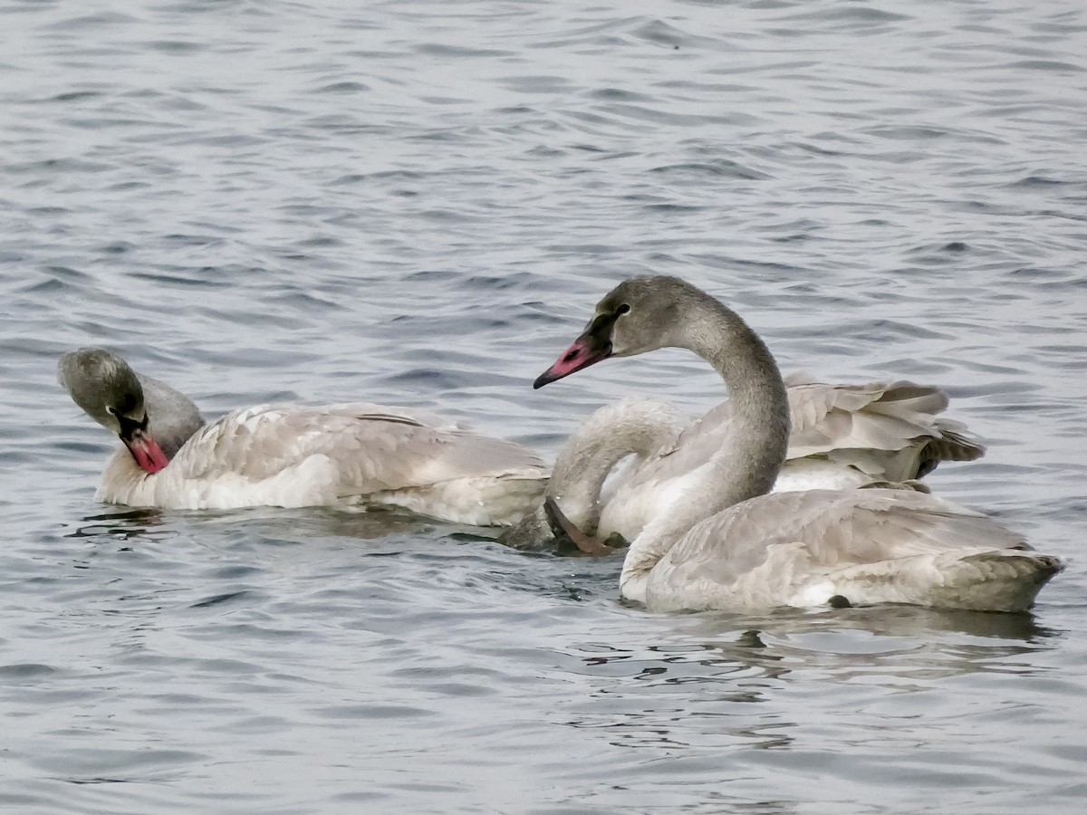 Trumpeter Swan - ML646811805