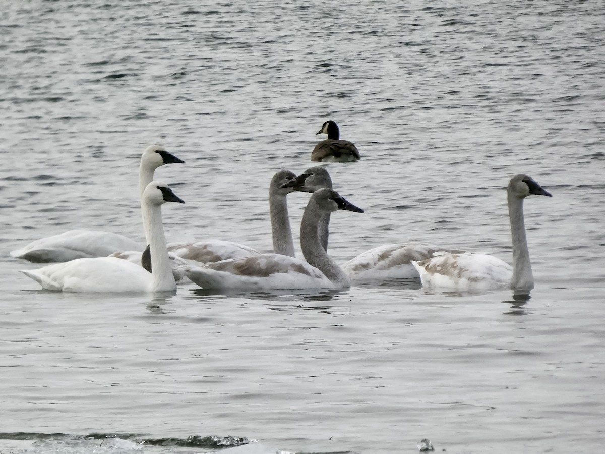 Trumpeter Swan - ML646811806