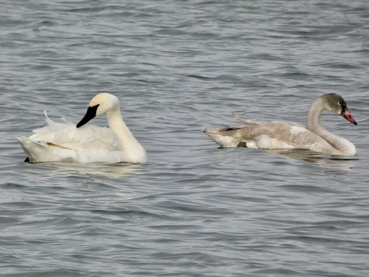 Trumpeter Swan - ML646811807