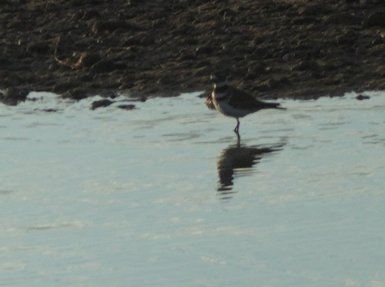 חופמי כפול-צווארון - ML646811814