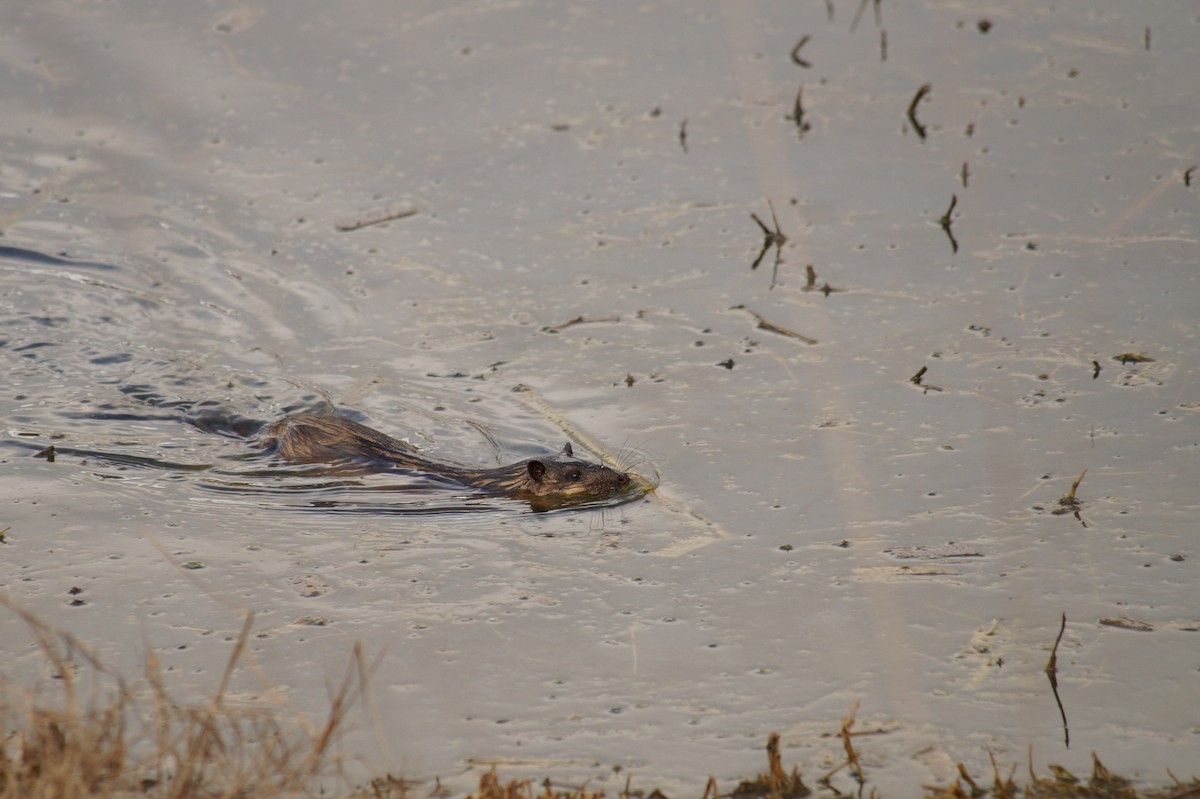 Rakali - ML646811815