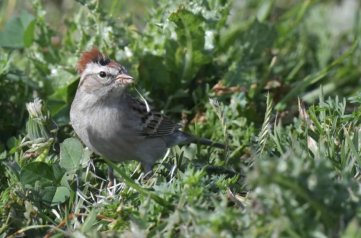 Chipping Sparrow - ML646811822