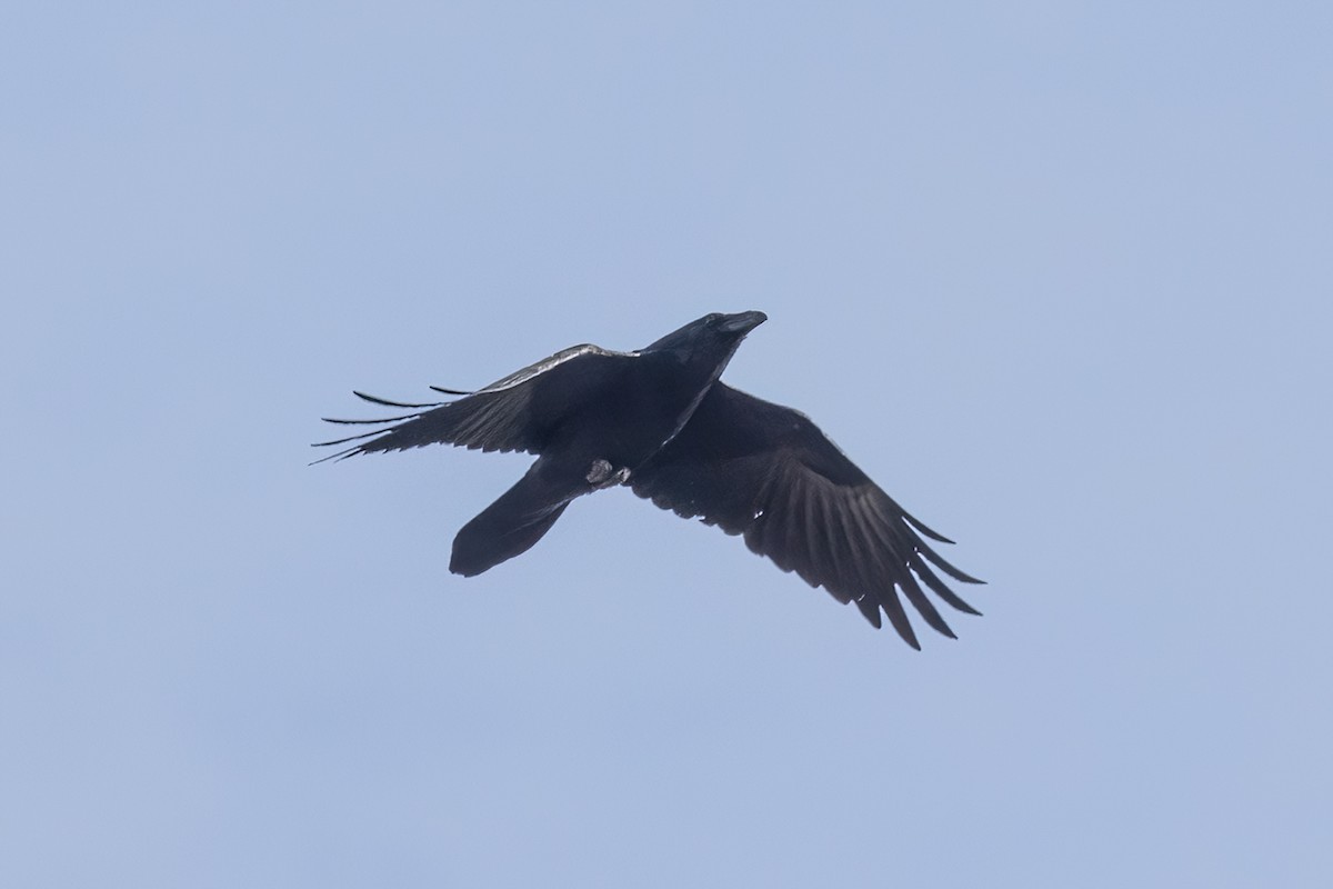 Grand Corbeau - ML646811825