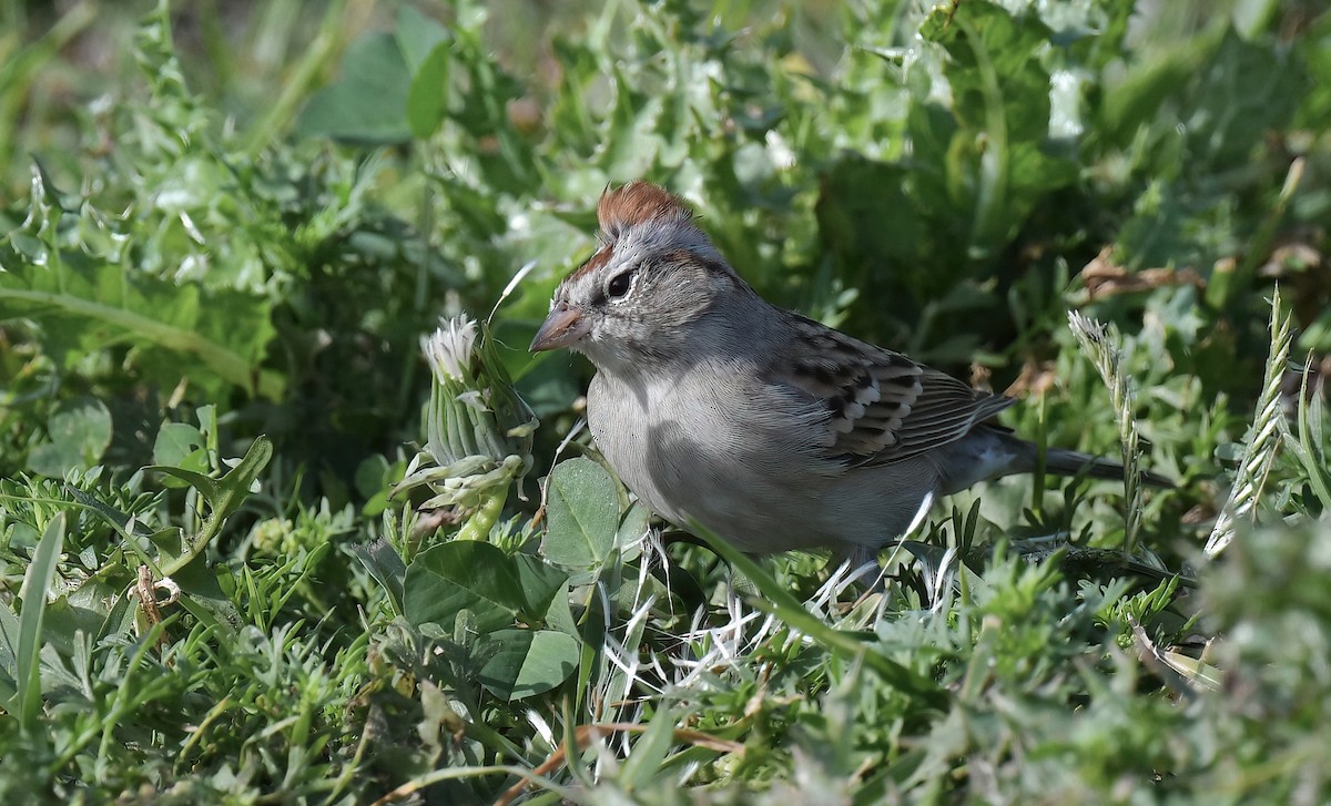 Chipping Sparrow - ML646811826