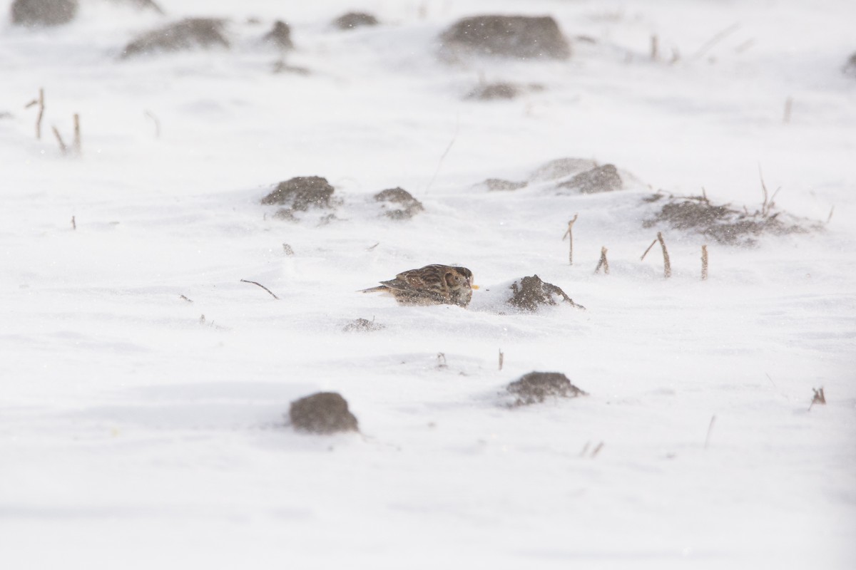 Lapland Longspur - ML646811831