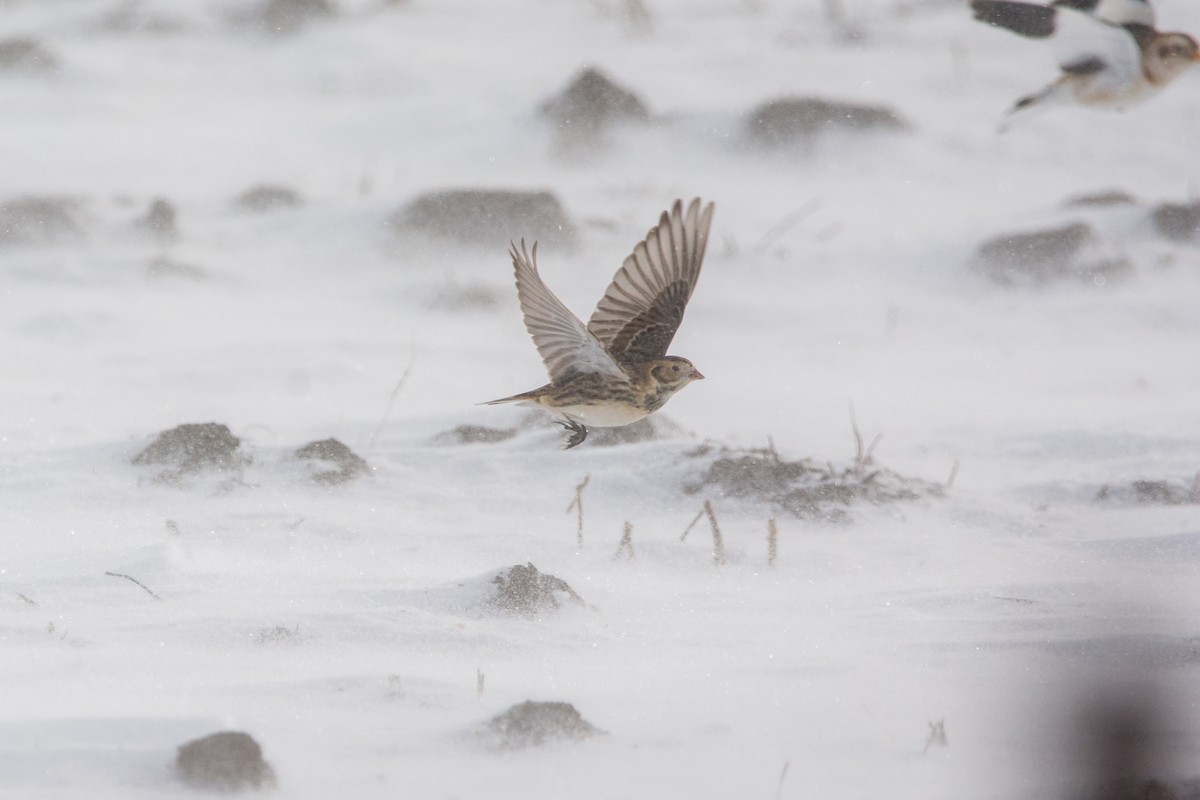 Lapland Longspur - ML646811832