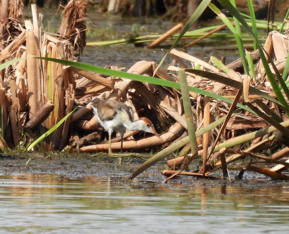 Comb-crested Jacana - ML646811833