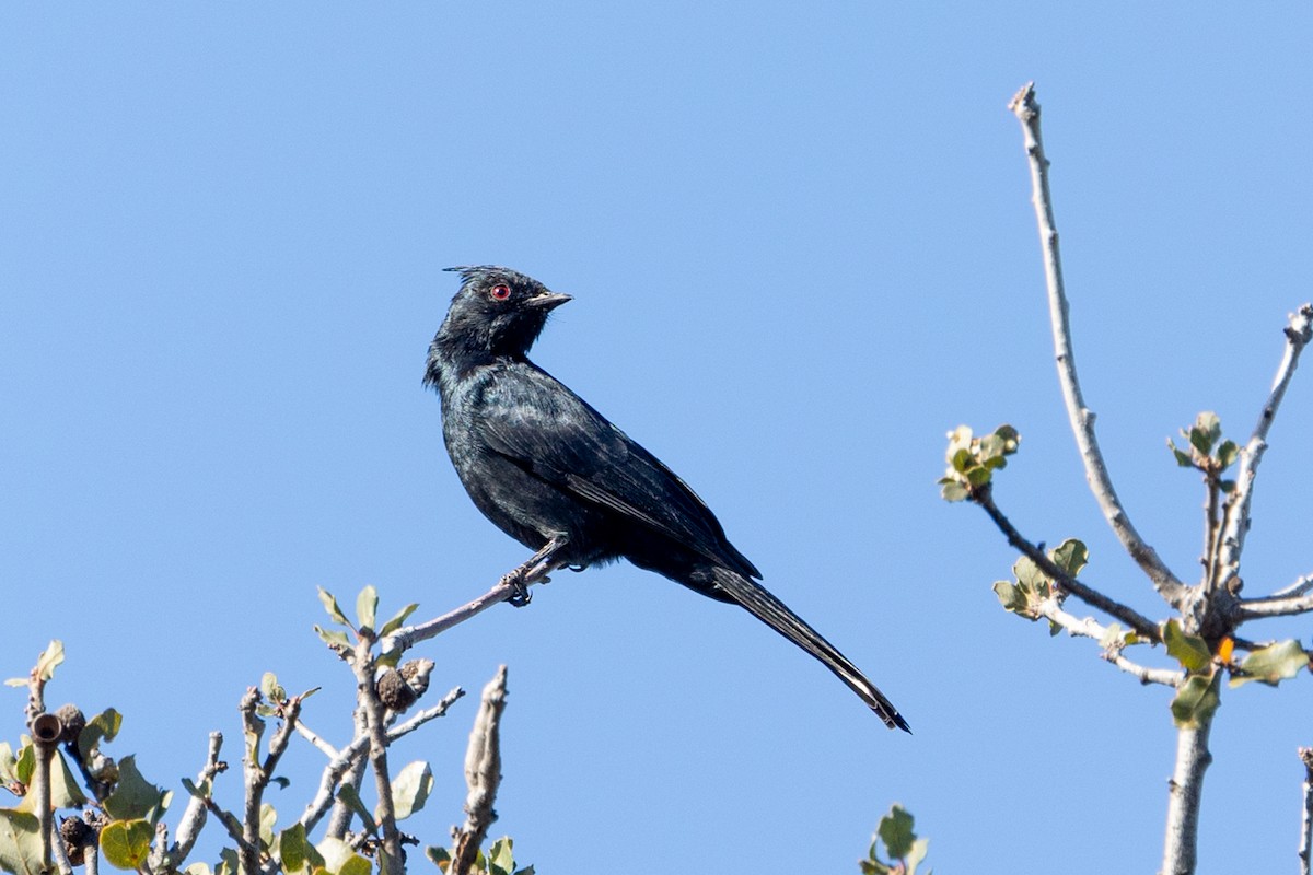 Phénopèple luisant - ML646811834