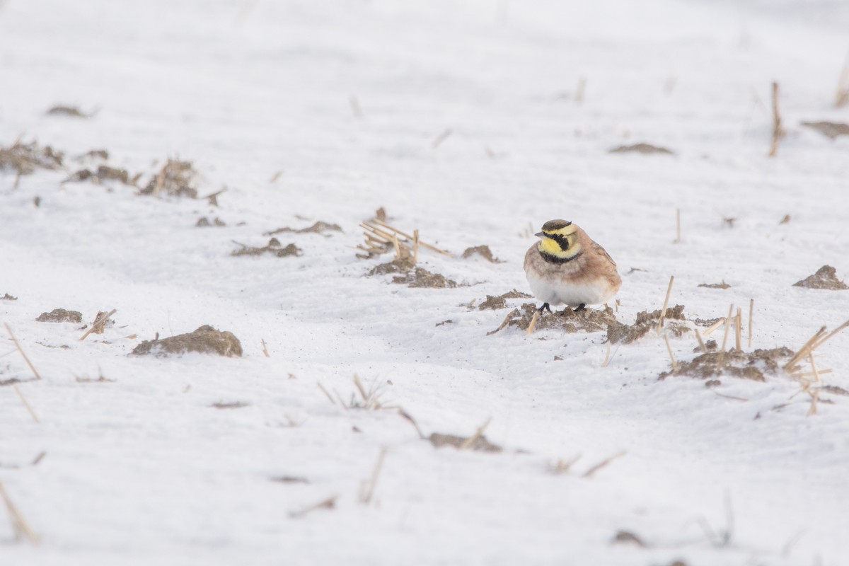 Horned Lark - ML646811836