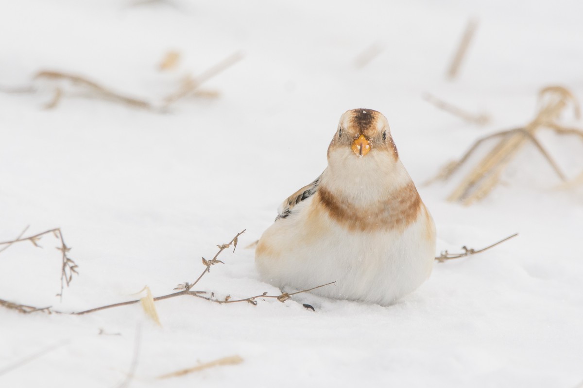 Snow Bunting - ML646811840