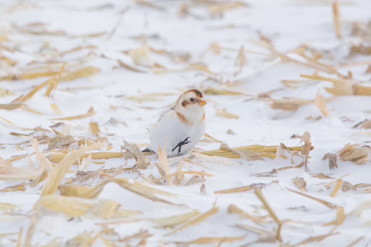 Snow Bunting - ML646811841