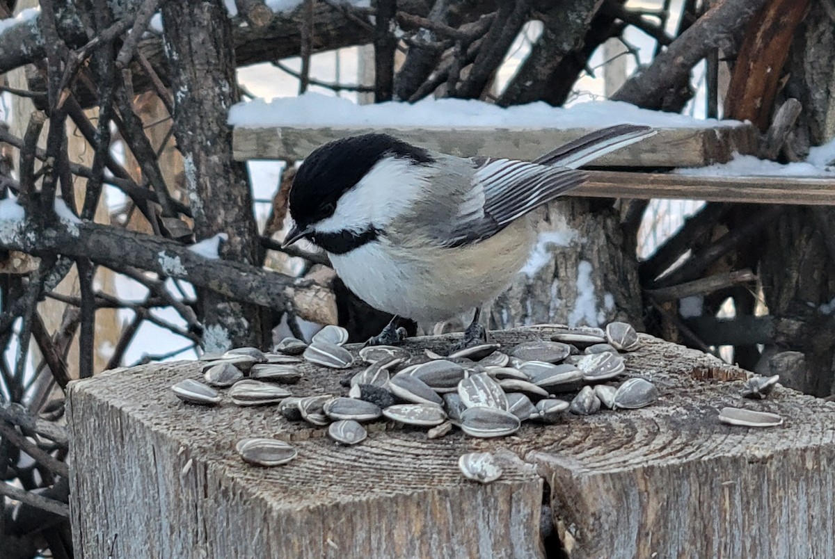 Black-capped Chickadee - ML646811842