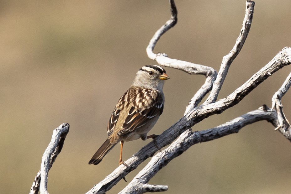 Bruant à couronne blanche - ML646811843