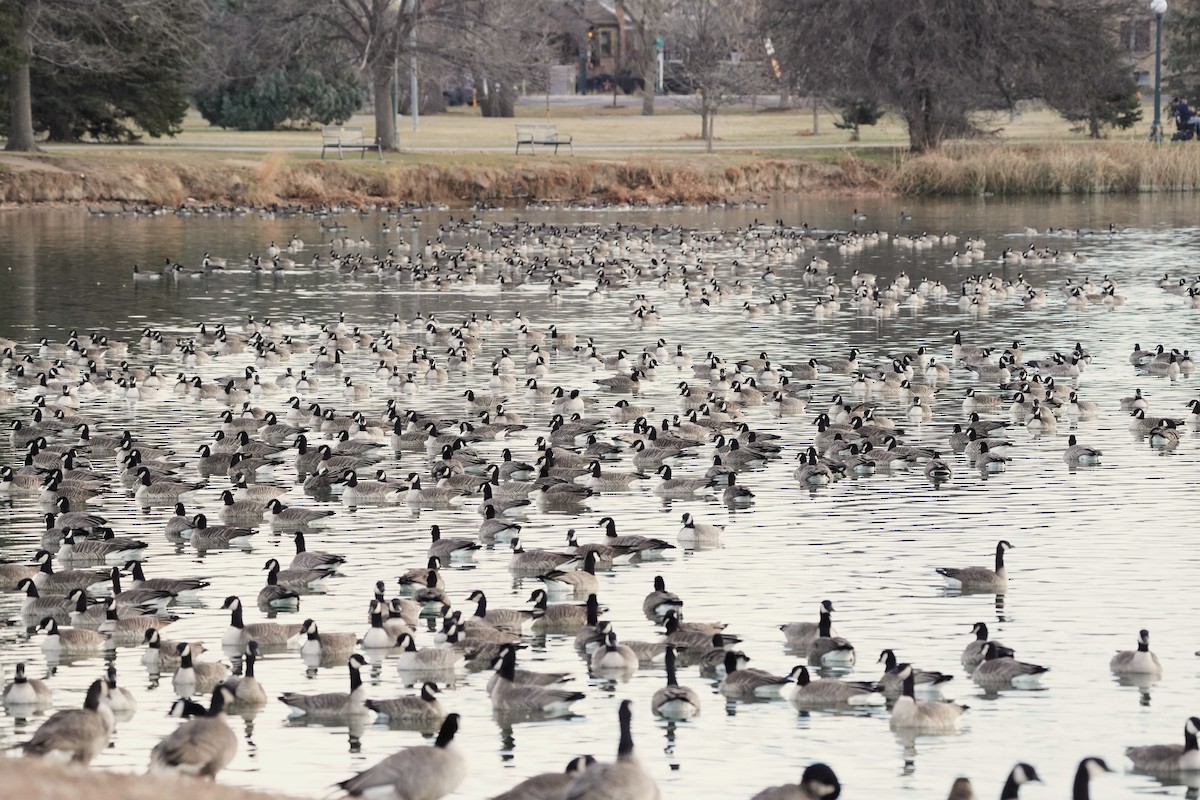 Cackling Goose - ML646811844