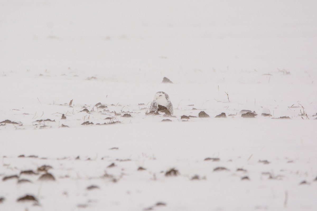 Snowy Owl - ML646811845