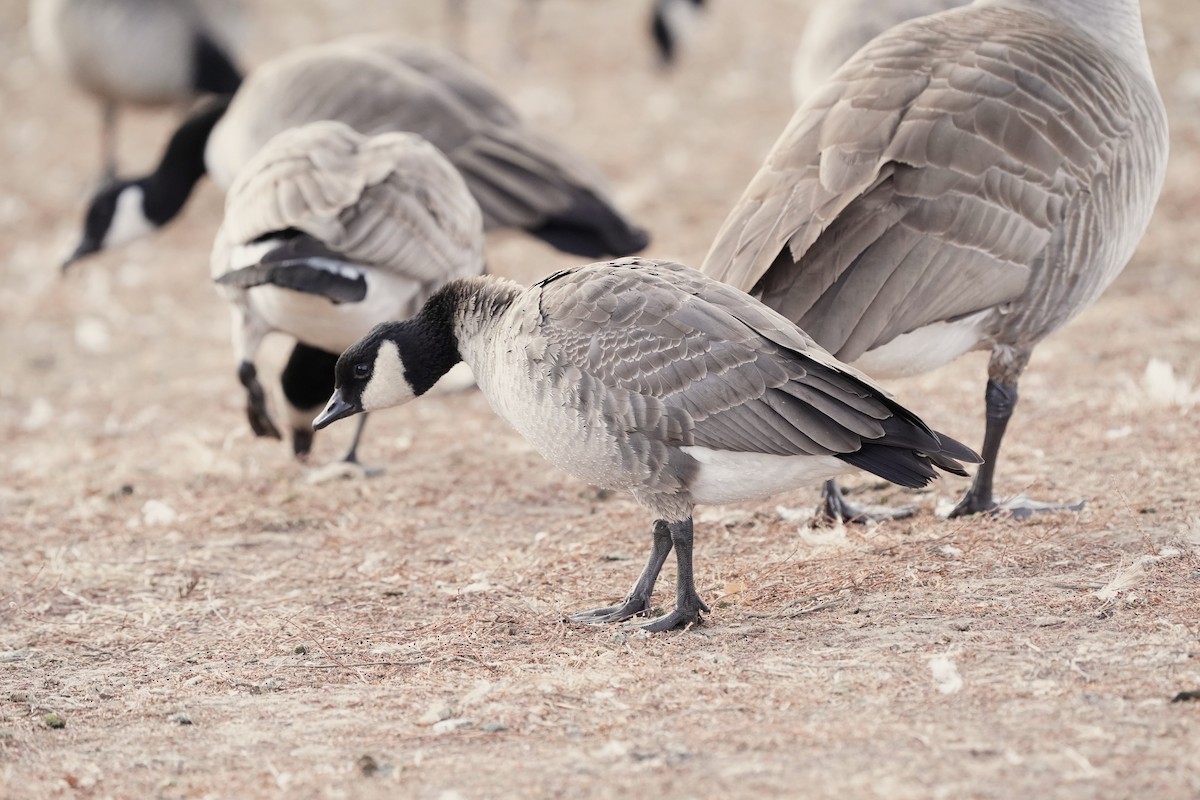 Cackling Goose - ML646811851