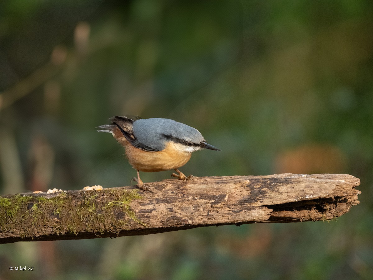 Повзик звичайний - ML646811864