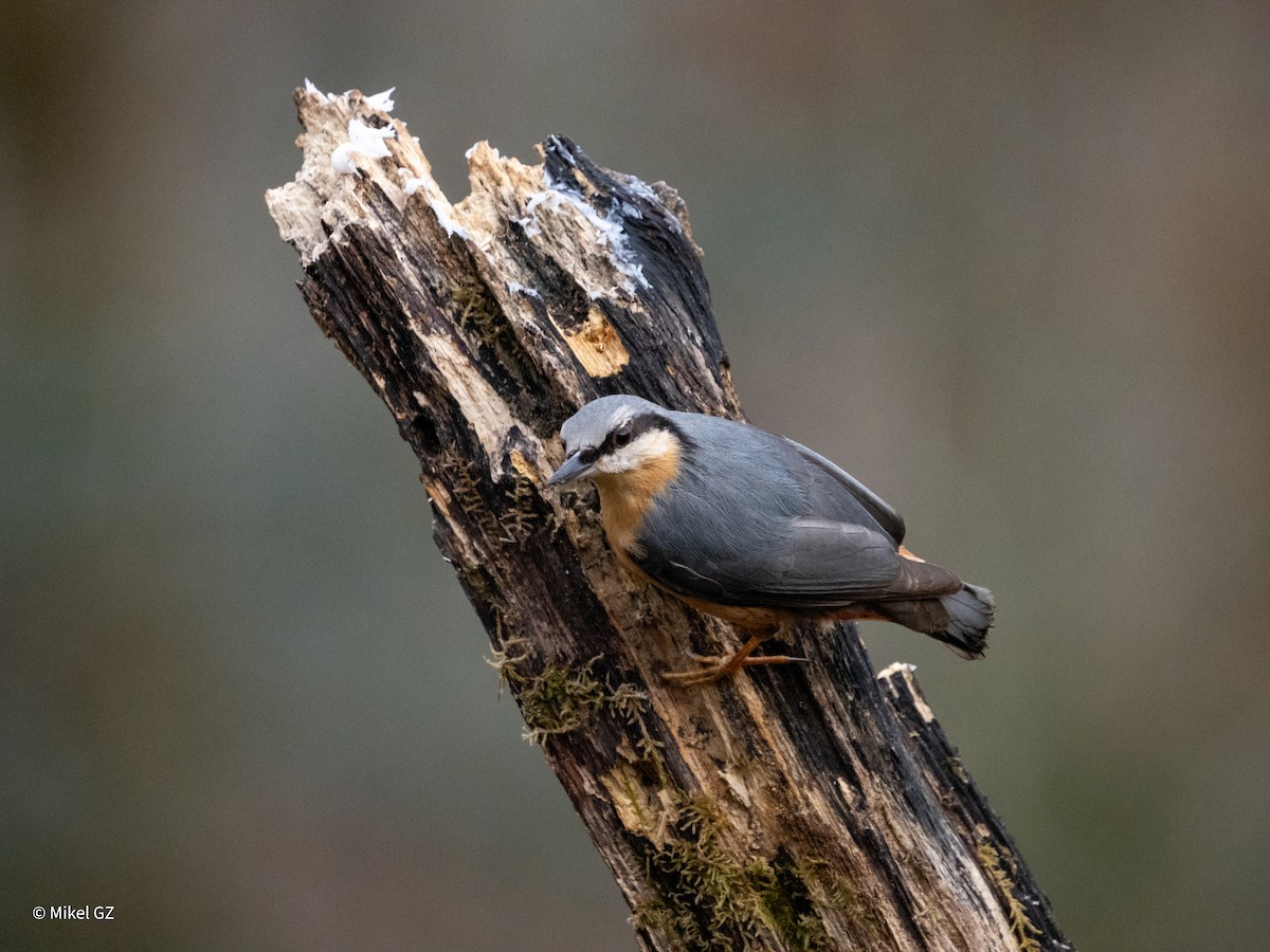 Повзик звичайний - ML646811865