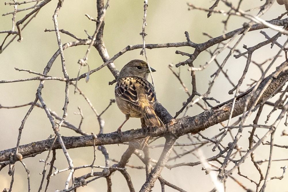 Bruant à couronne dorée - ML646811868