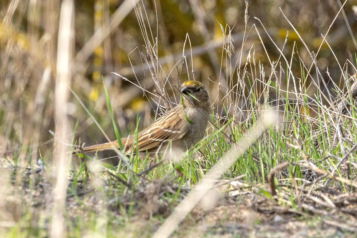 Bruant à couronne dorée - ML646811870