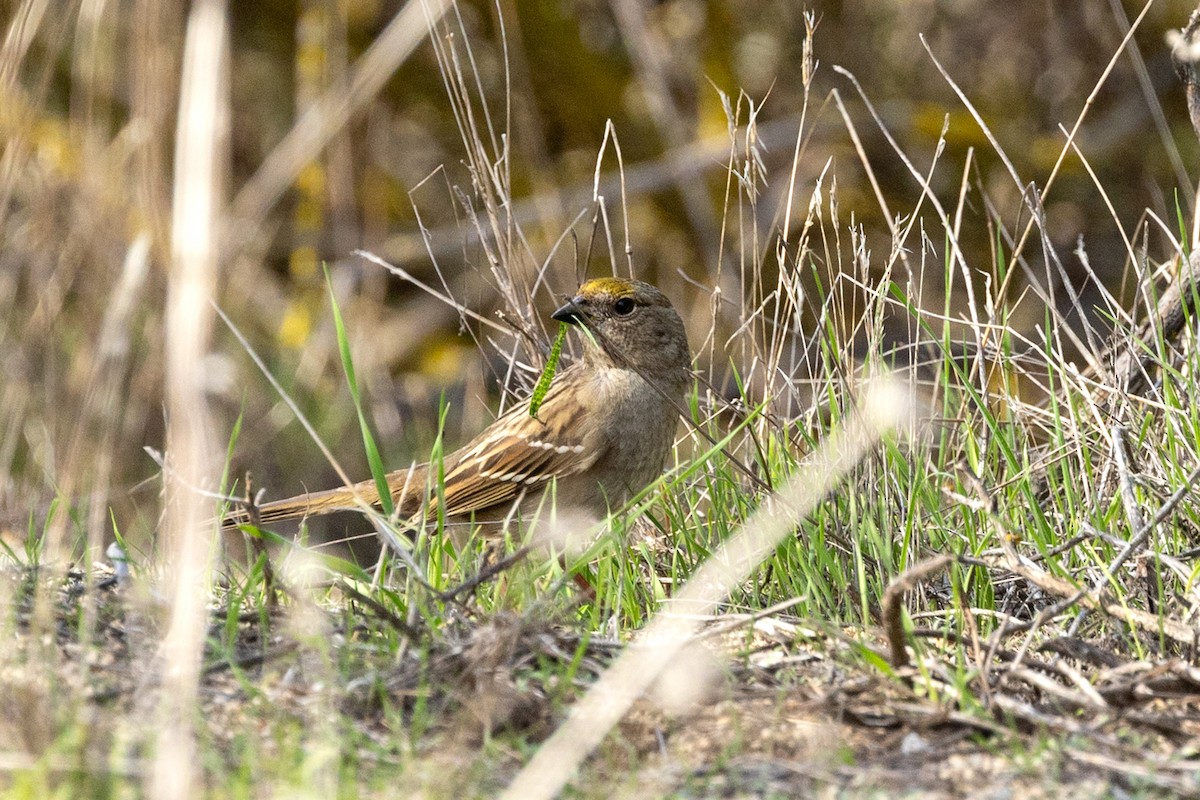 Bruant à couronne dorée - ML646811871