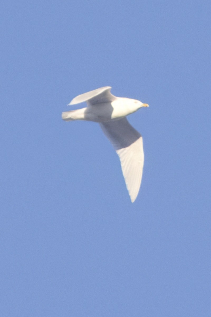 Бургомистр - ML646811873