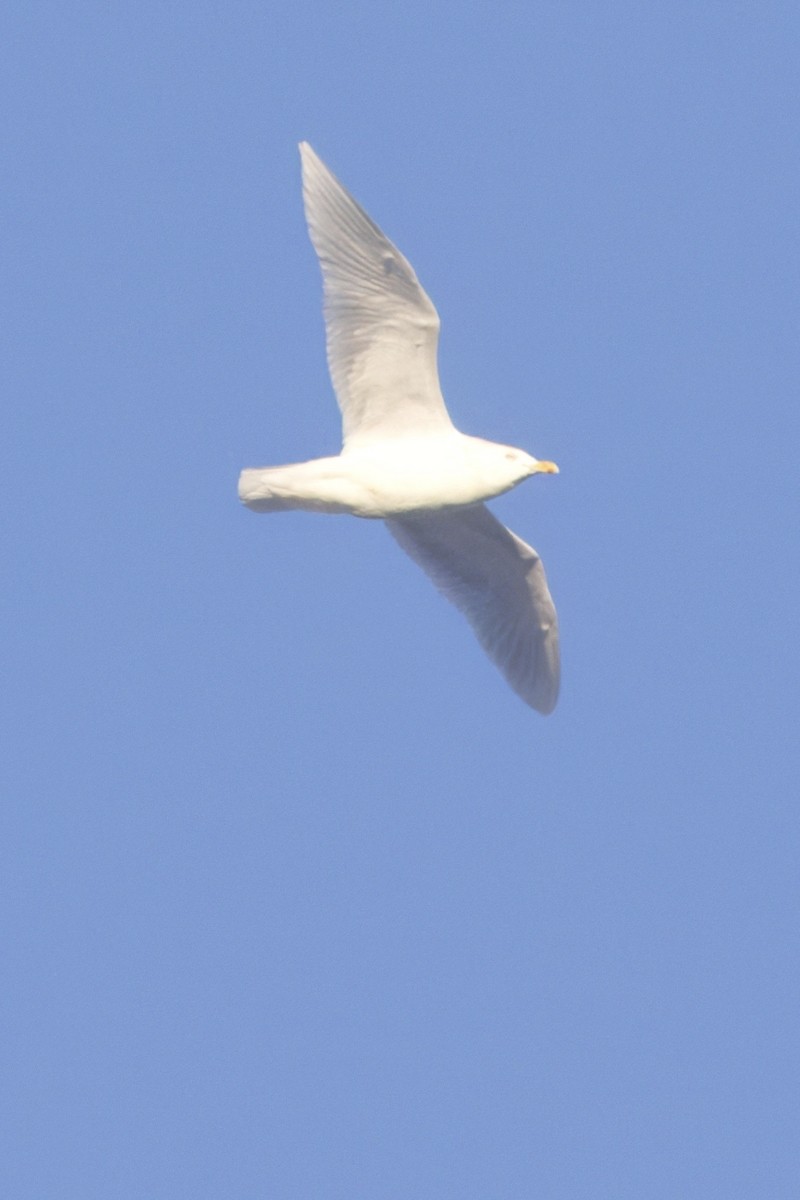 Бургомистр - ML646811874